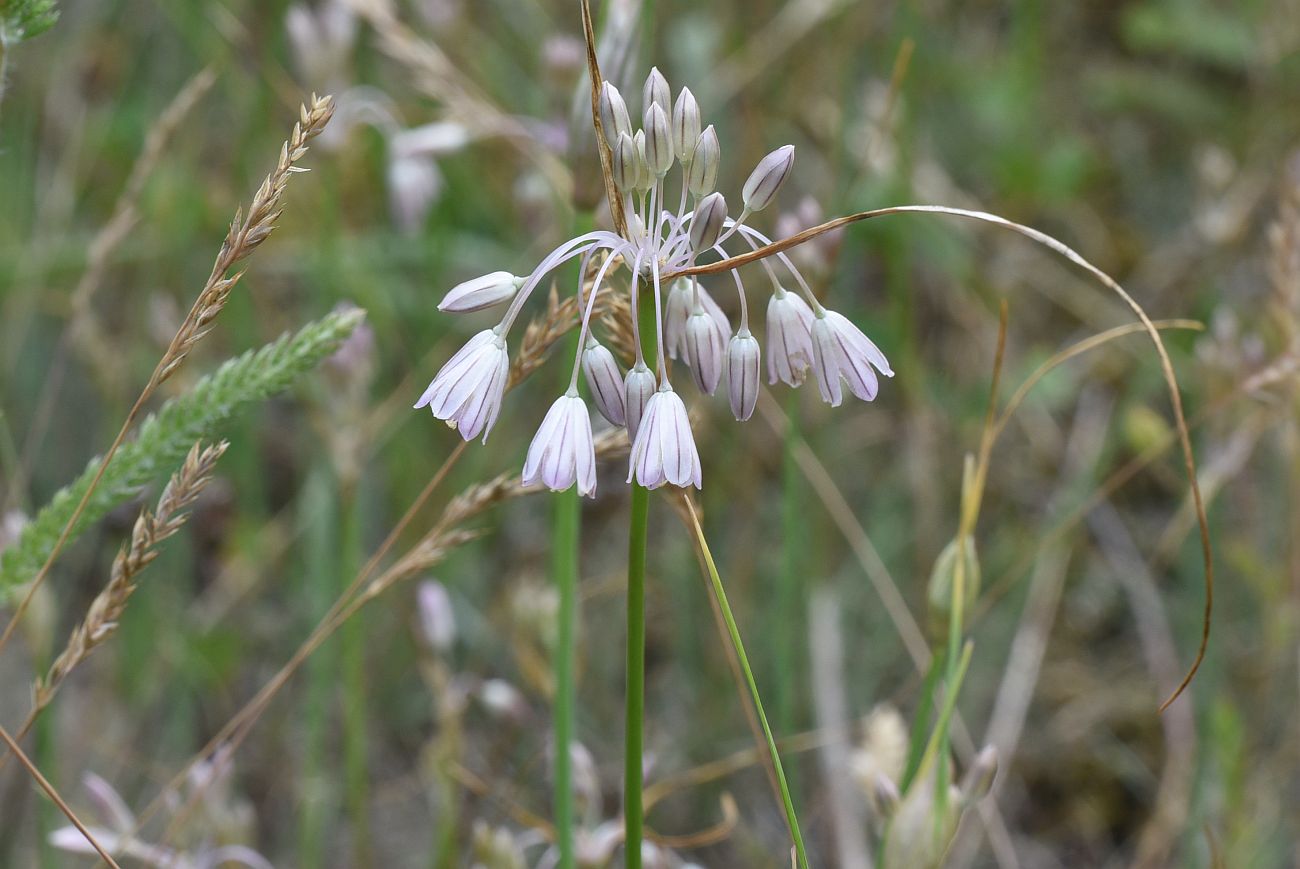 Image of Allium kunthianum specimen.