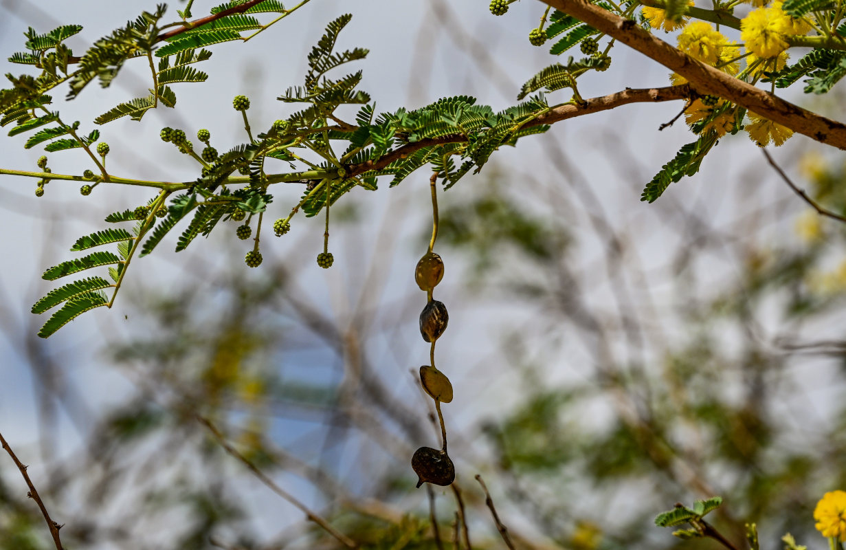 Изображение особи Vachellia nilotica.