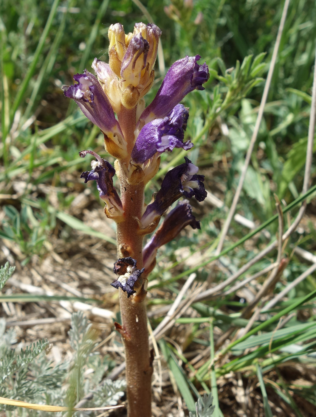 Изображение особи Orobanche amoena.