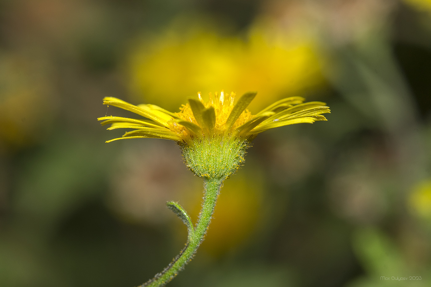 Image of Pulicaria dysenterica specimen.