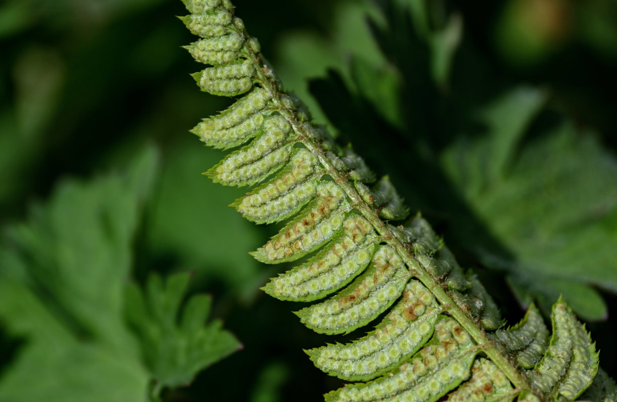 Image of Polystichum lonchitis specimen.