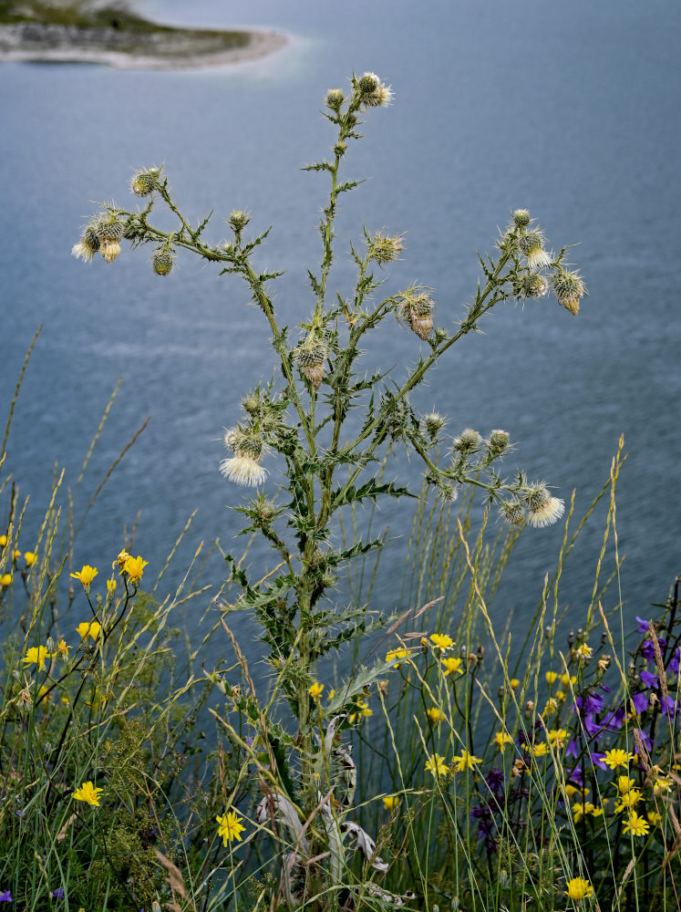 Image of Cirsium echinus specimen.