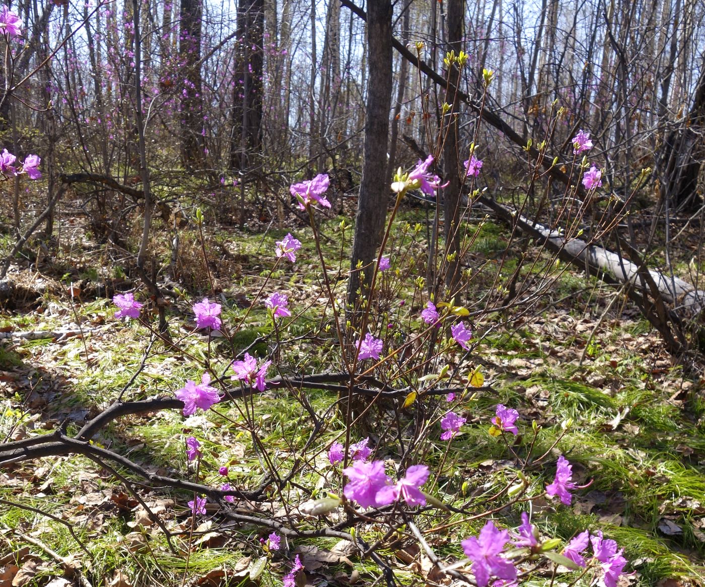 Изображение особи Rhododendron dauricum.