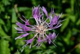 Centaurea willdenowii. Соцветие (вид сверху). Армения, обл. Гегаркуник, берег оз. Севан, гора Артаниш, ≈ 2400 м н.у.м., субальпийский луг. 23.06.2022.