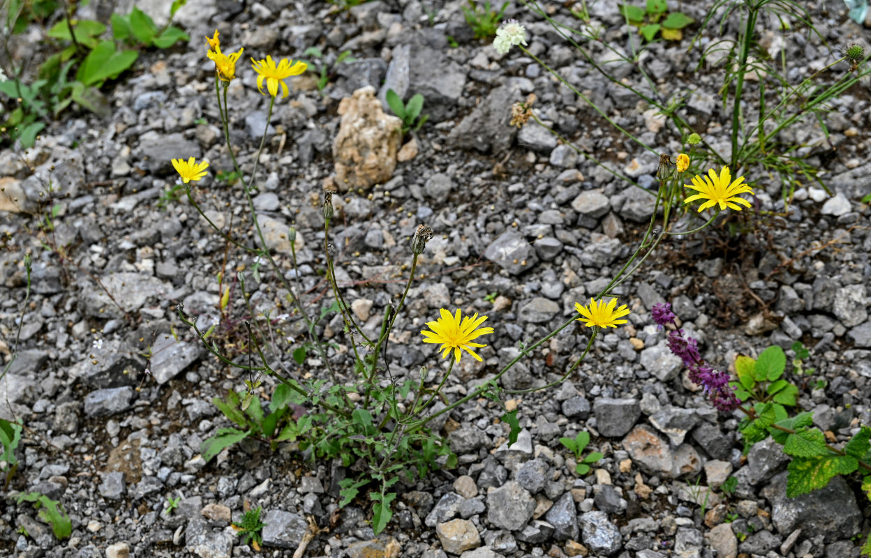 Image of Crepis sonchifolia specimen.