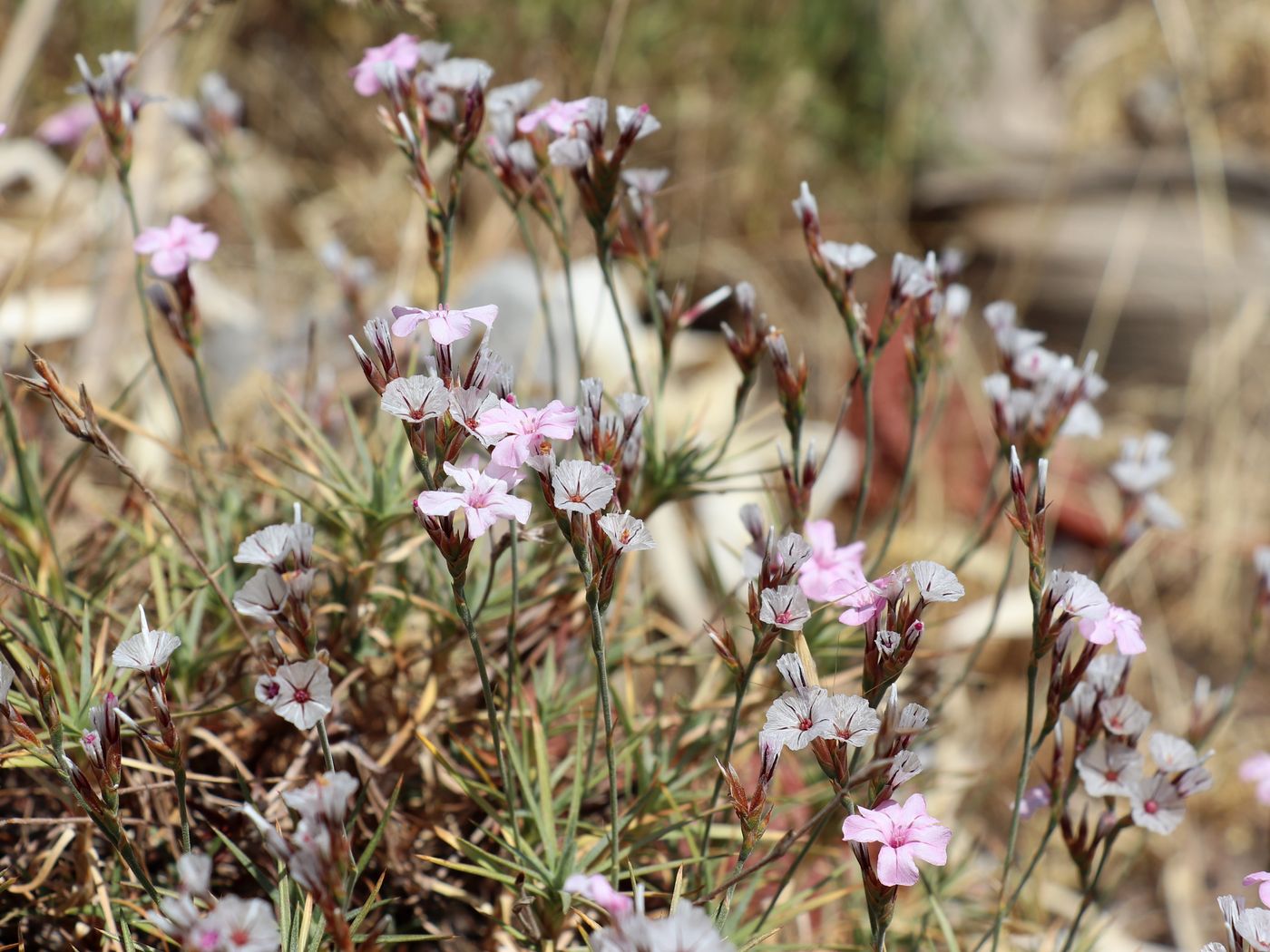 Image of Acantholimon alberti specimen.