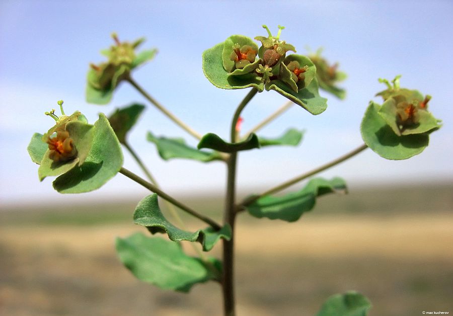 Image of Euphorbia undulata specimen.