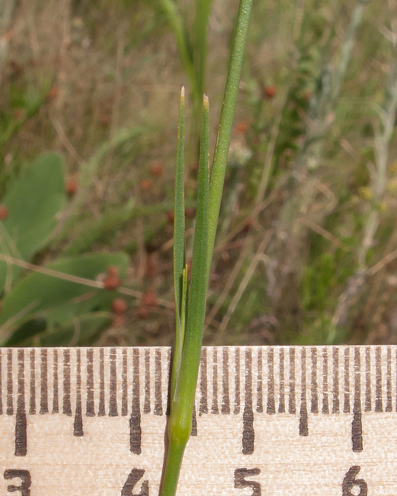 Image of Dianthus lanceolatus specimen.