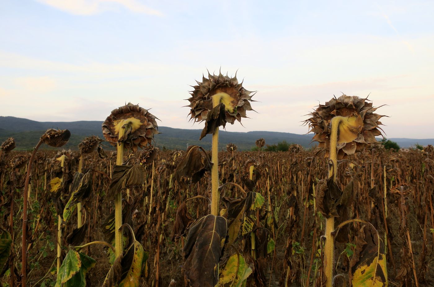 Изображение особи Helianthus annuus.