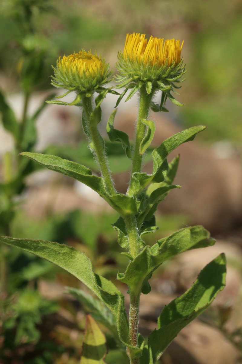 Изображение особи Inula britannica.