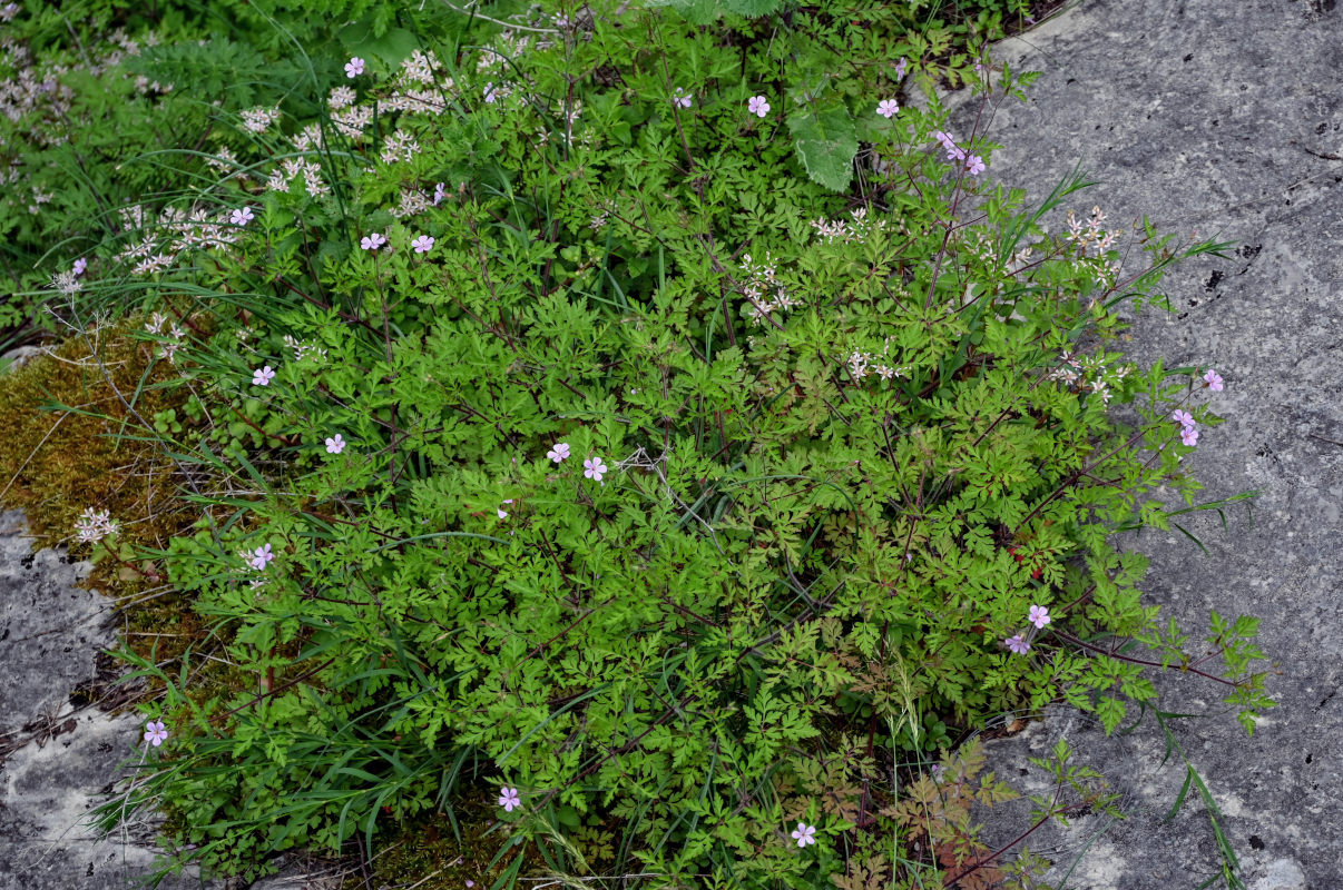 Изображение особи Geranium robertianum.