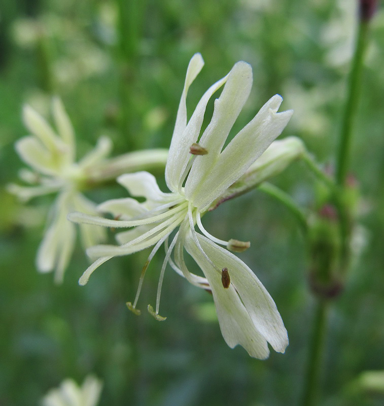 Image of Silene tatarica specimen.