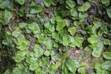 Смотреть изображение Conocephalum conicum