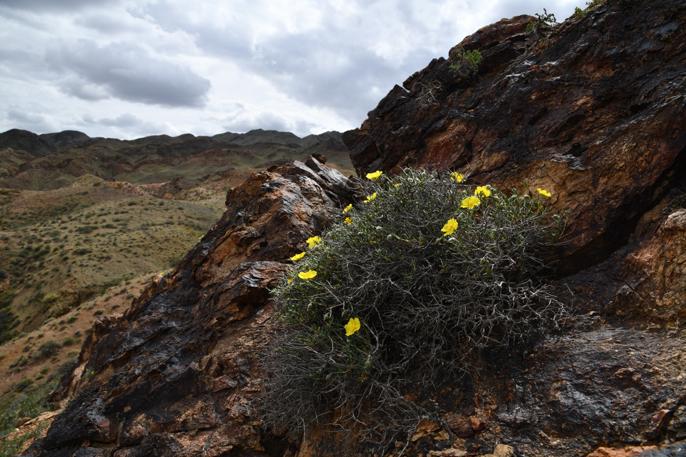 Изображение особи Helianthemum songaricum.