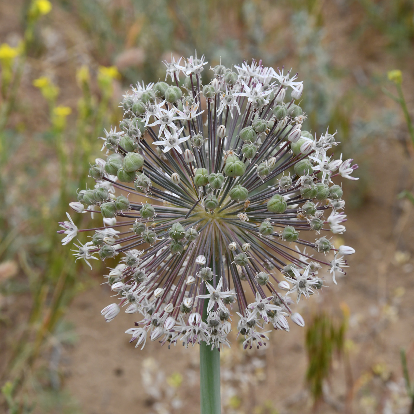 Изображение особи Allium subscabrum.