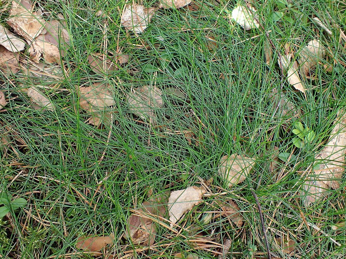 Image of Eriophorum vaginatum specimen.