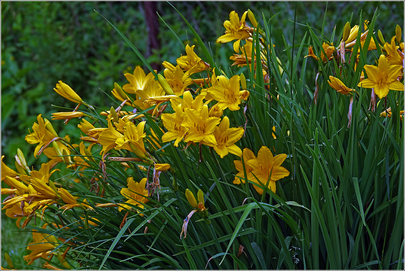 Image of Hemerocallis &times; hybrida specimen.