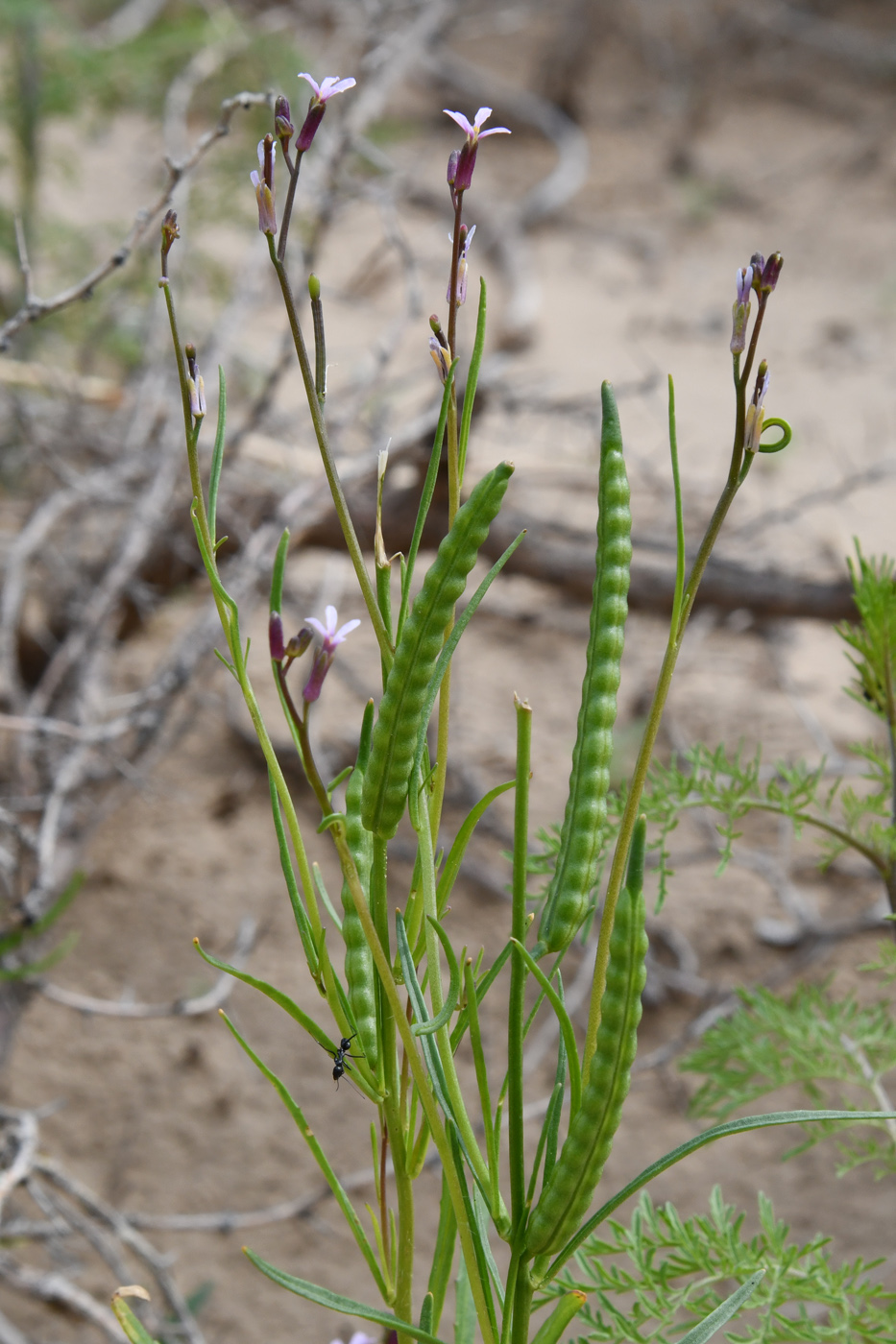 Image of Diptychocarpus strictus specimen.