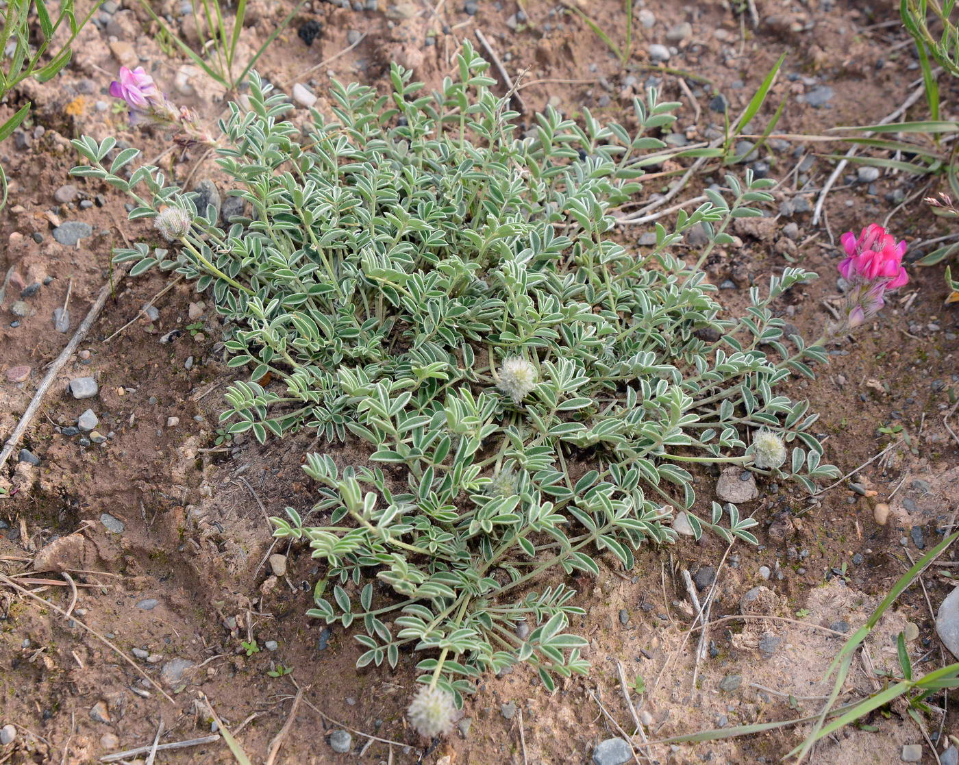 Image of genus Hedysarum specimen.