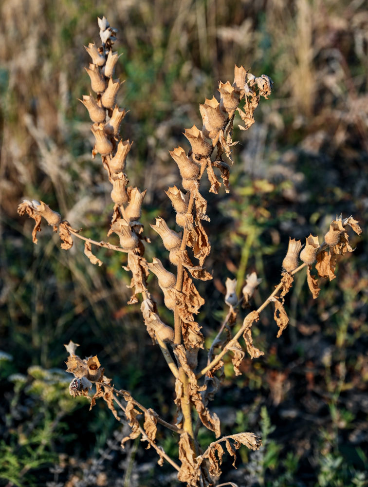 Изображение особи Hyoscyamus niger.