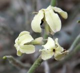 Matthiola odoratissima. Цветки. Краснодарский край, м/о Анапа, окр. пос. Супсех, зарастающий участок промоины вдоль тропы к вершине горы. 04.06.2021.