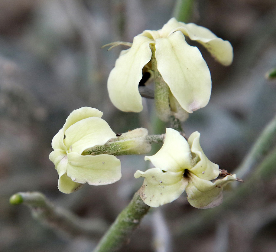 Image of Matthiola odoratissima specimen.