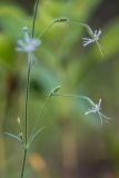 Silene nutans. Часть побега с цветками. Воронежская обл., Воронежский заповедник, смешанный лес. 11.07.2024.