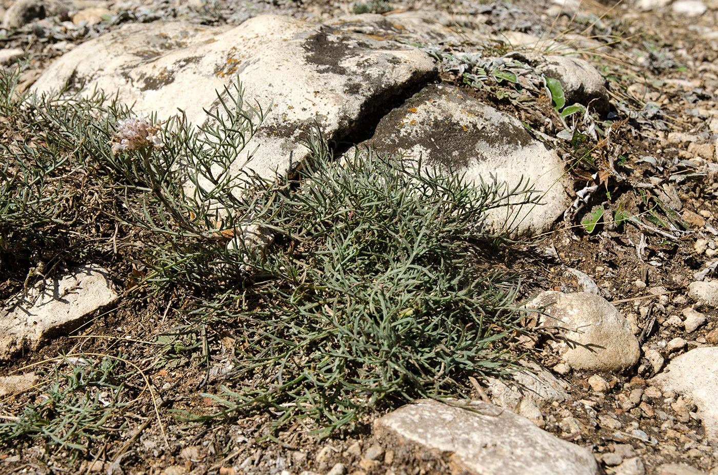 Изображение особи семейство Dipsacaceae.