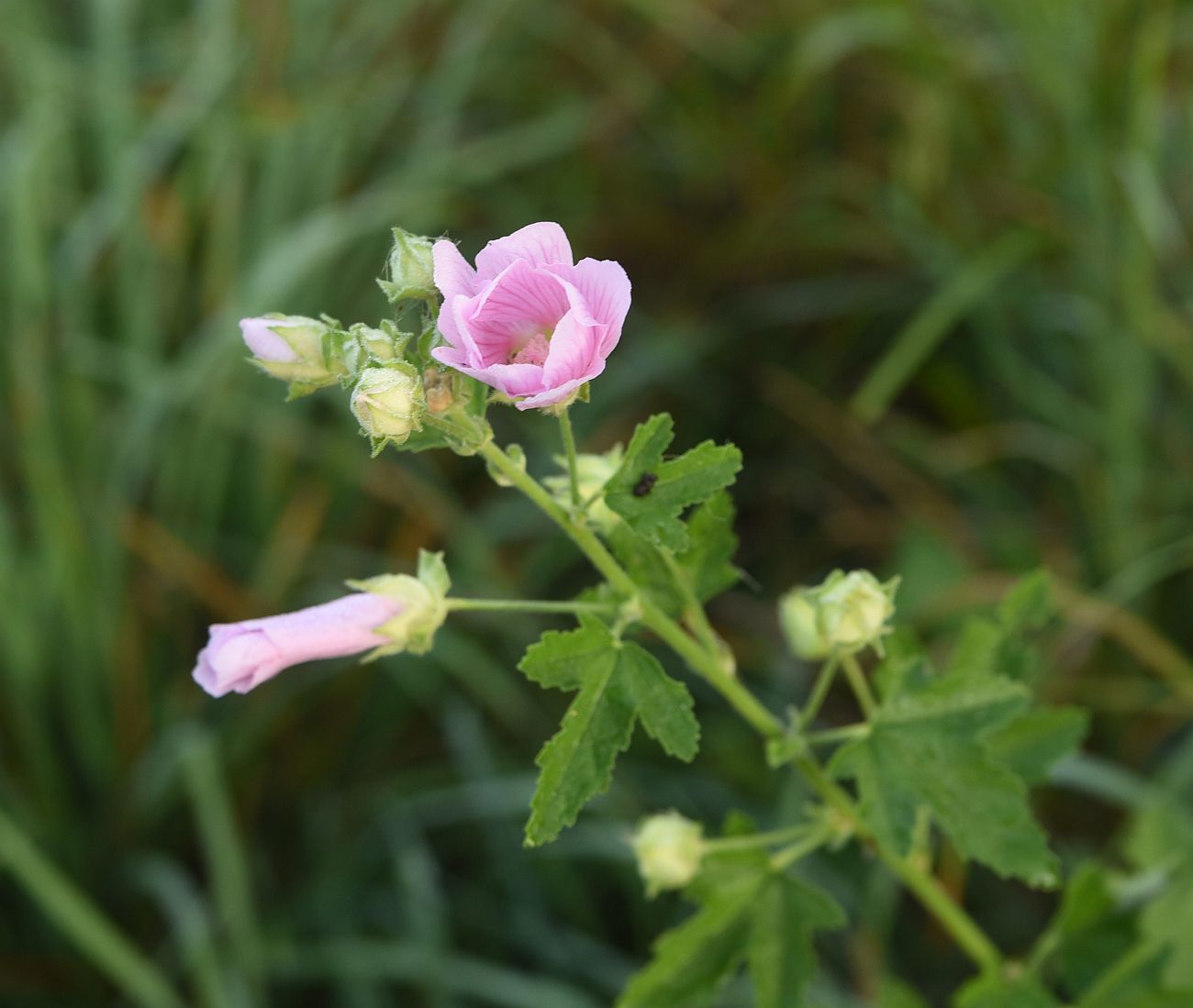 Image of Malva thuringiaca specimen.