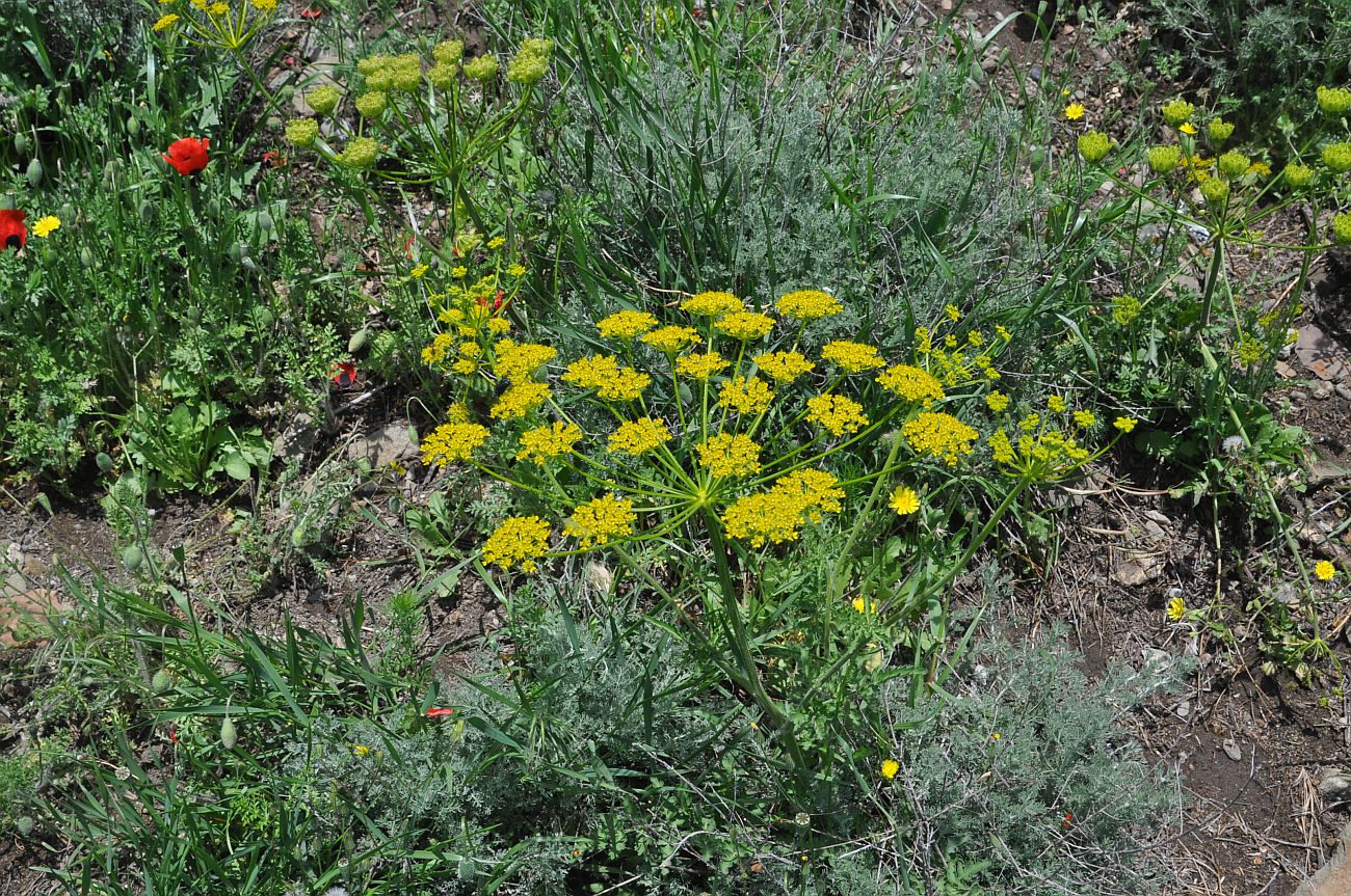 Изображение особи семейство Apiaceae.