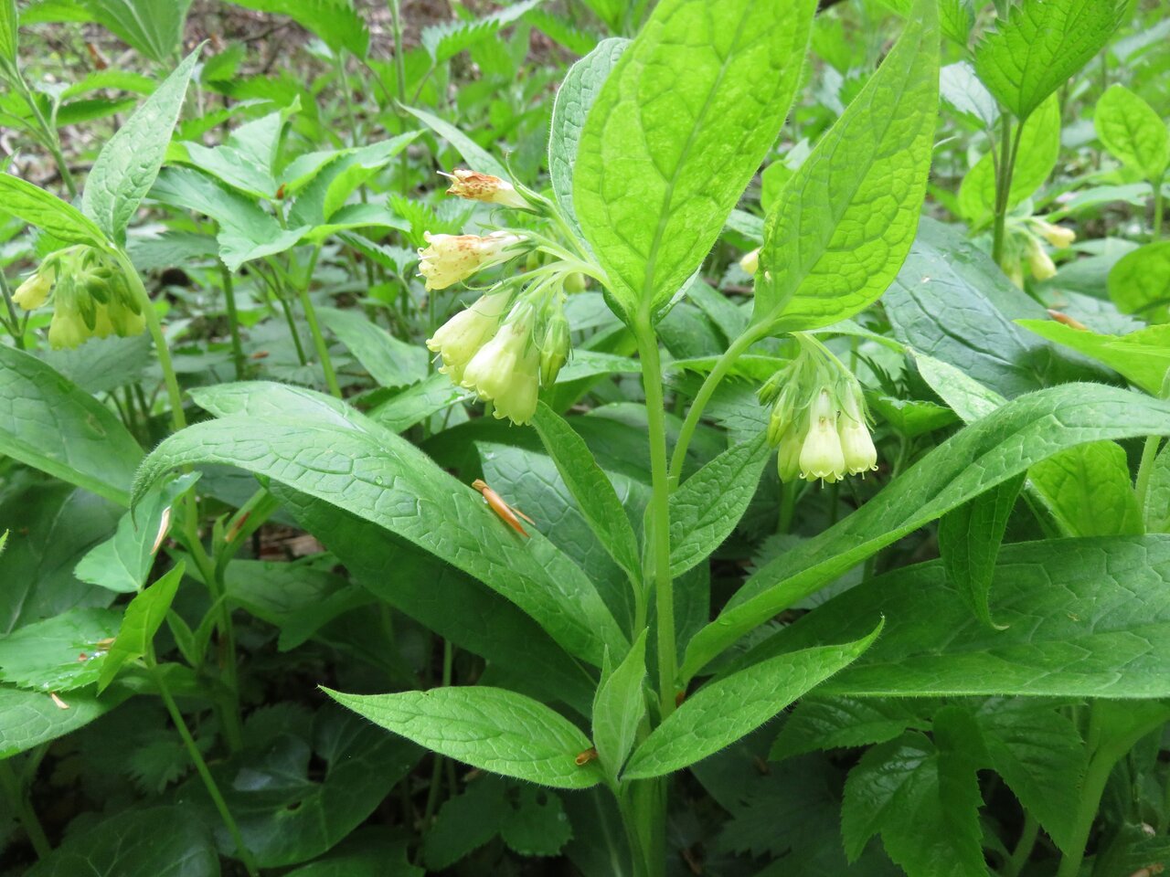 Изображение особи Symphytum tuberosum.