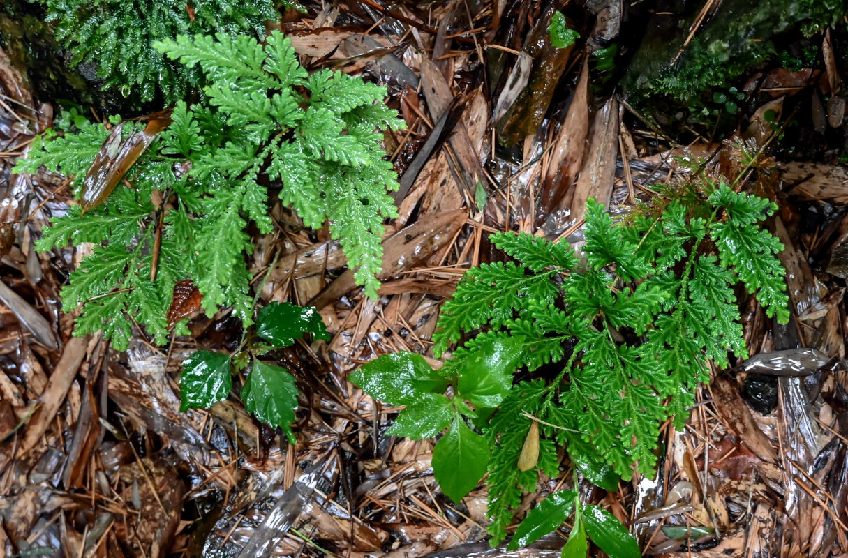 Image of Selaginella braunii specimen.