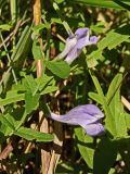 Scutellaria ochotensis. Верхушка побега с повреждёнными листьями и цветком. Хабаровский край, окр. г. Комсомольск-на-Амуре, разнотравный луг. 14.08.2024.