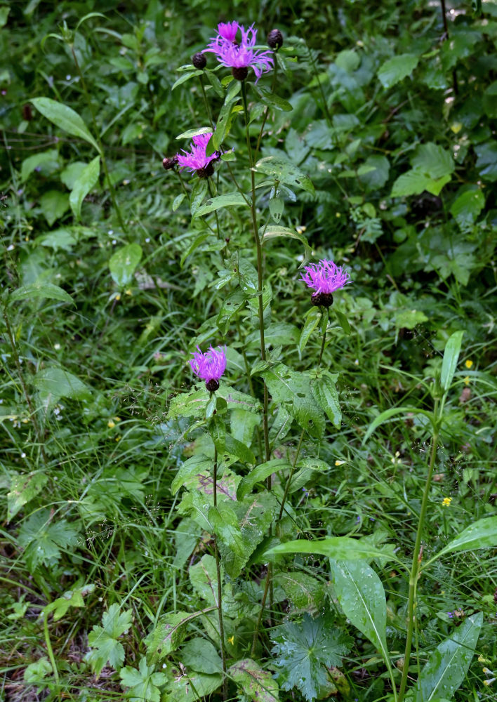 Image of Centaurea phrygia specimen.