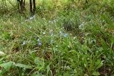 Anchusa azurea. Цветущее растение. Таджикистан, Гиссарский хр., басс. р. Варзоб, ущ. р. Кондара, ≈ 1400 м н.у.м., саванноидное сообщество. 23 июня 2024 г.