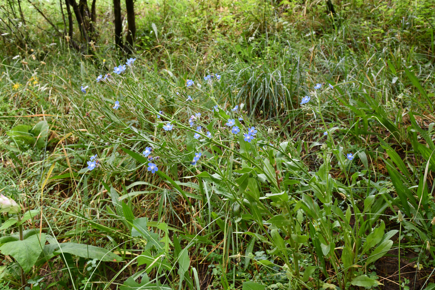 Image of Anchusa azurea specimen.