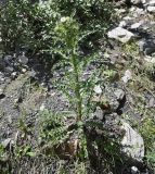 Cirsium echinus