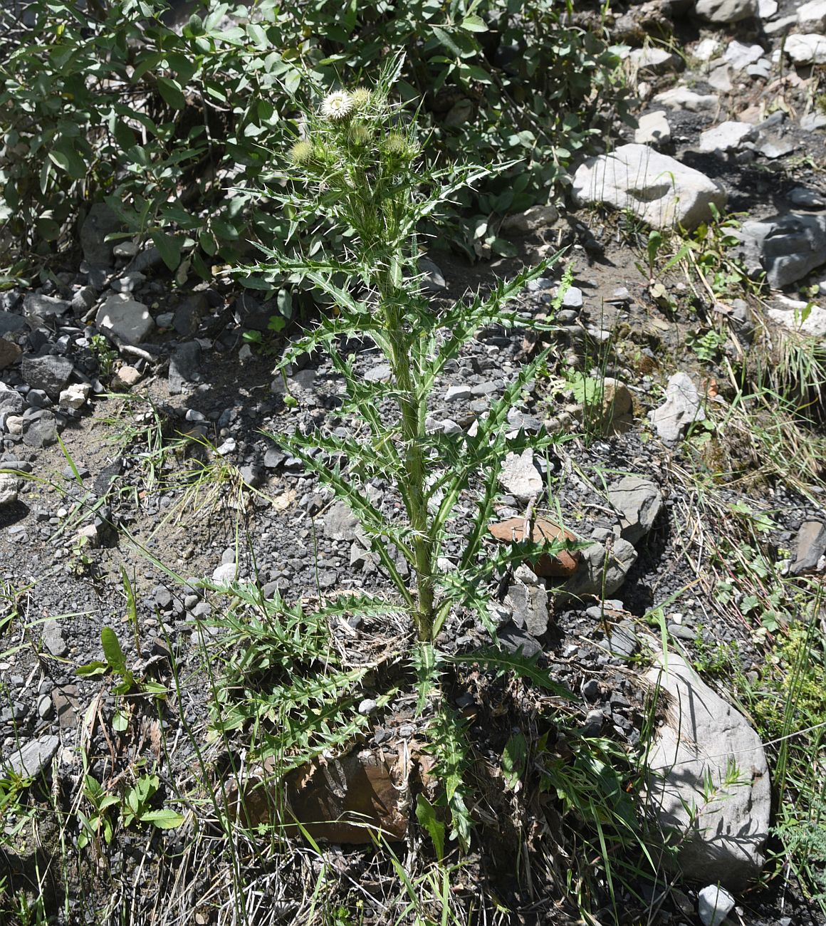 Image of Cirsium echinus specimen.