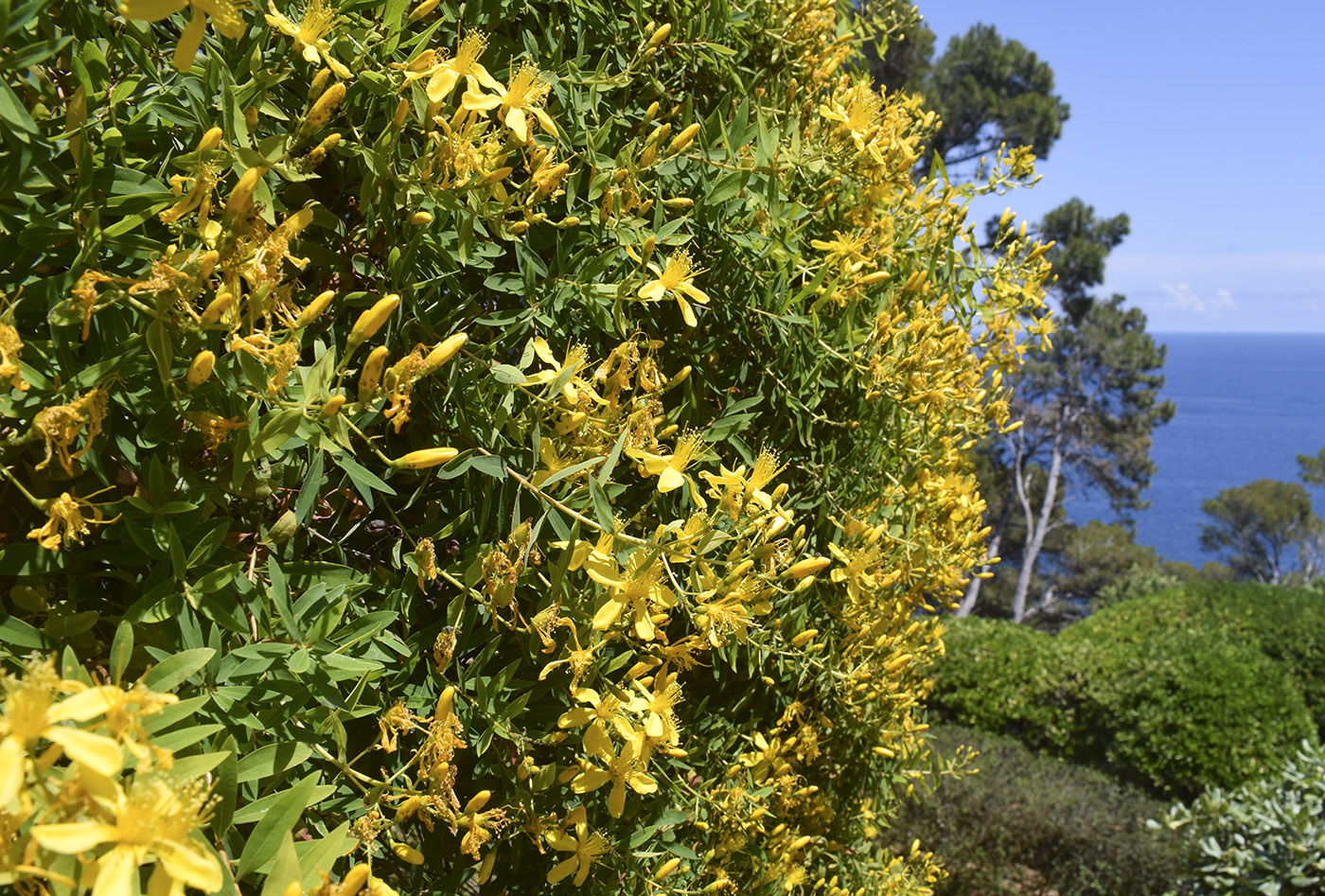 Image of Hypericum canariense specimen.