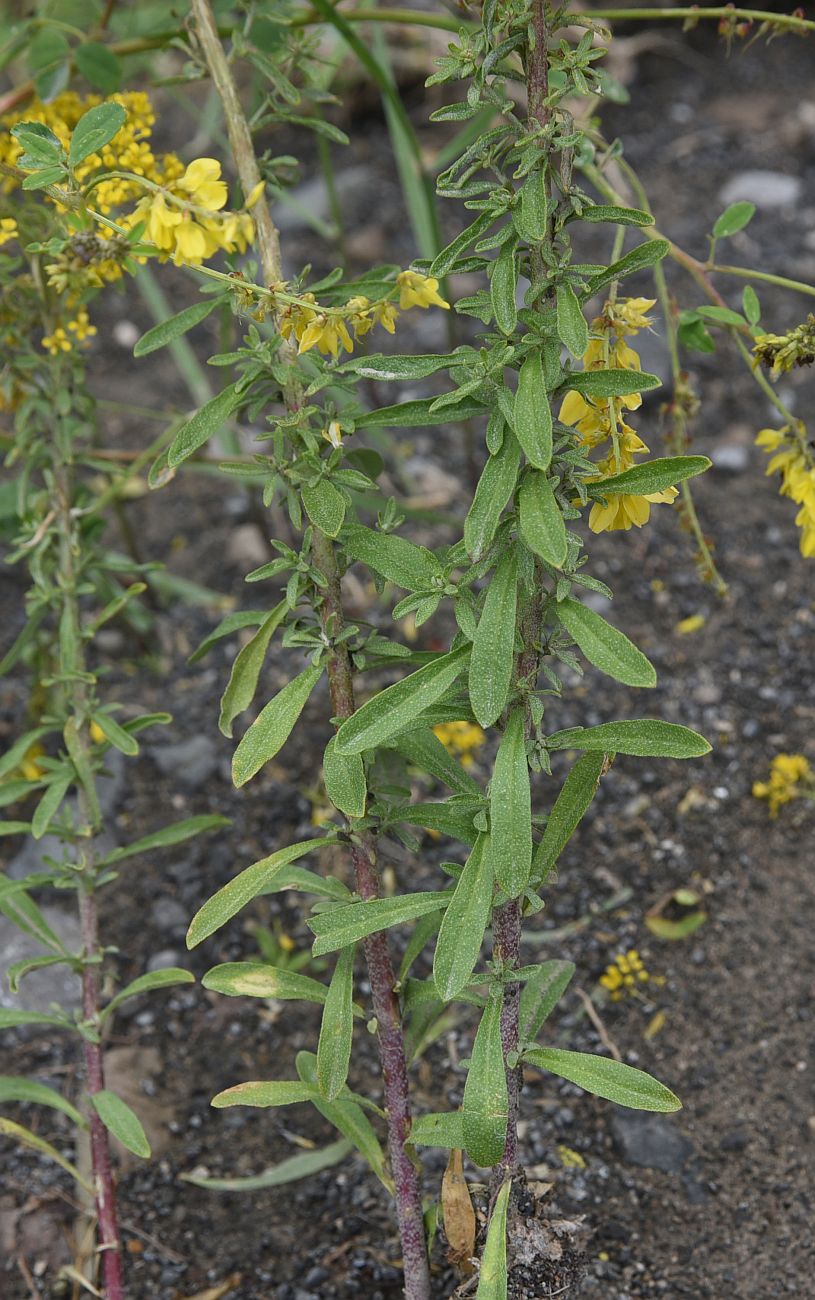 Image of Odontarrhena muralis specimen.