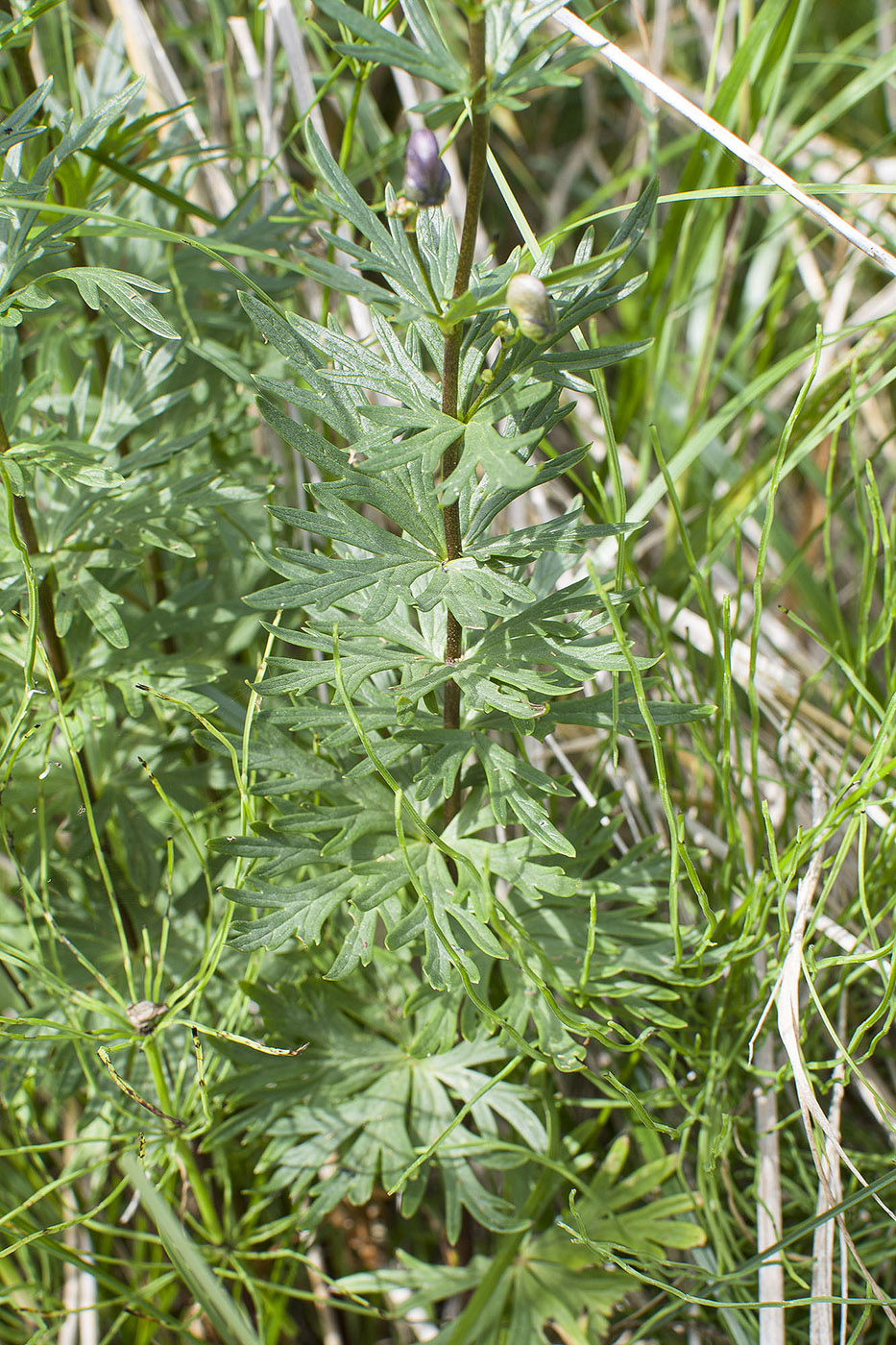 Image of Aconitum baicalense specimen.