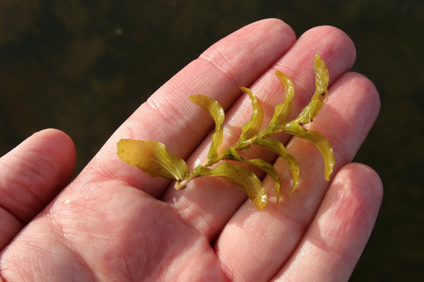 Image of Potamogeton perfoliatus specimen.