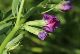 Vicia sativa. Часть стебля с цветками и черешком листа. Беларусь, Витебская обл., пос. Езерище, огород, засеянная виково-горчичной сидератной травосмесью гряда. 14.07.2024.