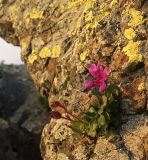 Rhododendron camtschaticum. Цветущее растение в расщелине скалы. Южный Сахалин, хр. Сусунайский, гора Чехова. 27.07.2006.