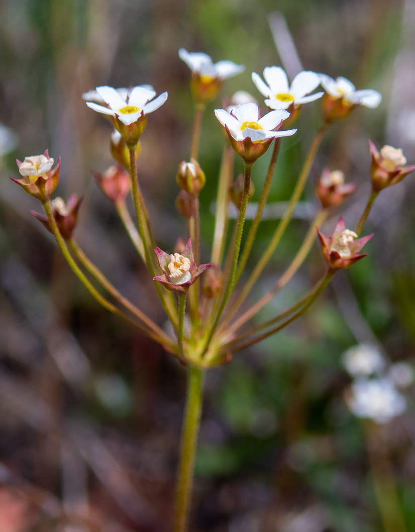 Image of Androsace septentrionalis specimen.