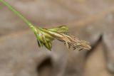 View full-size image Carex halleriana