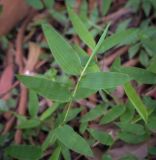 View full-size image Oplismenus undulatifolius