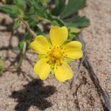 Смотреть изображение Potentilla incana