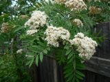 View full-size image genus Sorbus