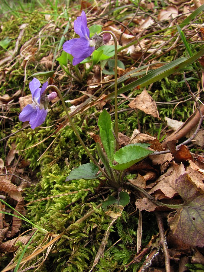 Image of Viola dehnhardtii specimen.